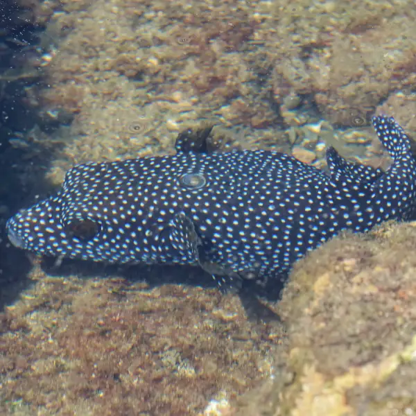 Poisson ballon pintade
