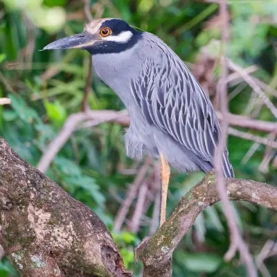 Bihoreau violacé Palo Verde