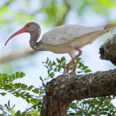 Ibis blanc
