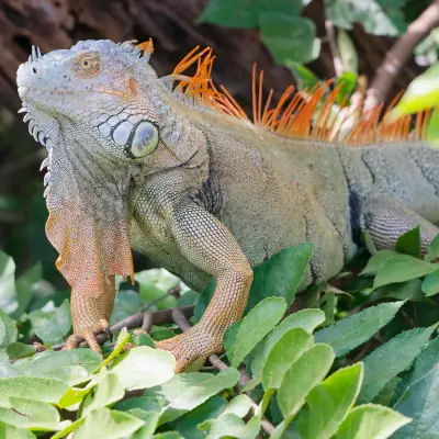 Iguane vert mâle