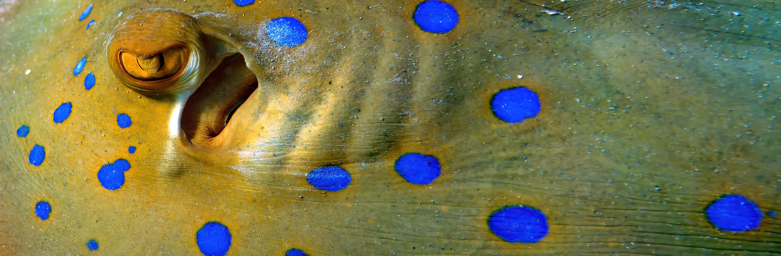 Hamata : Plongée, désert et mangroves au sud de l’Égypte