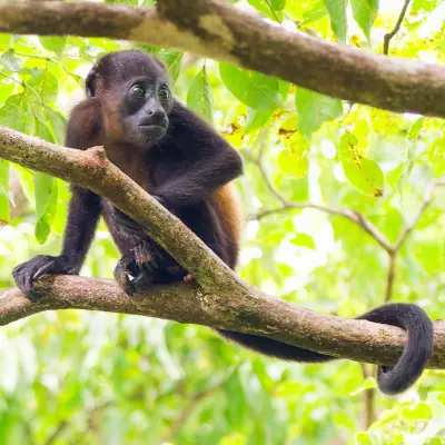 singe_hurleur_palo_verde