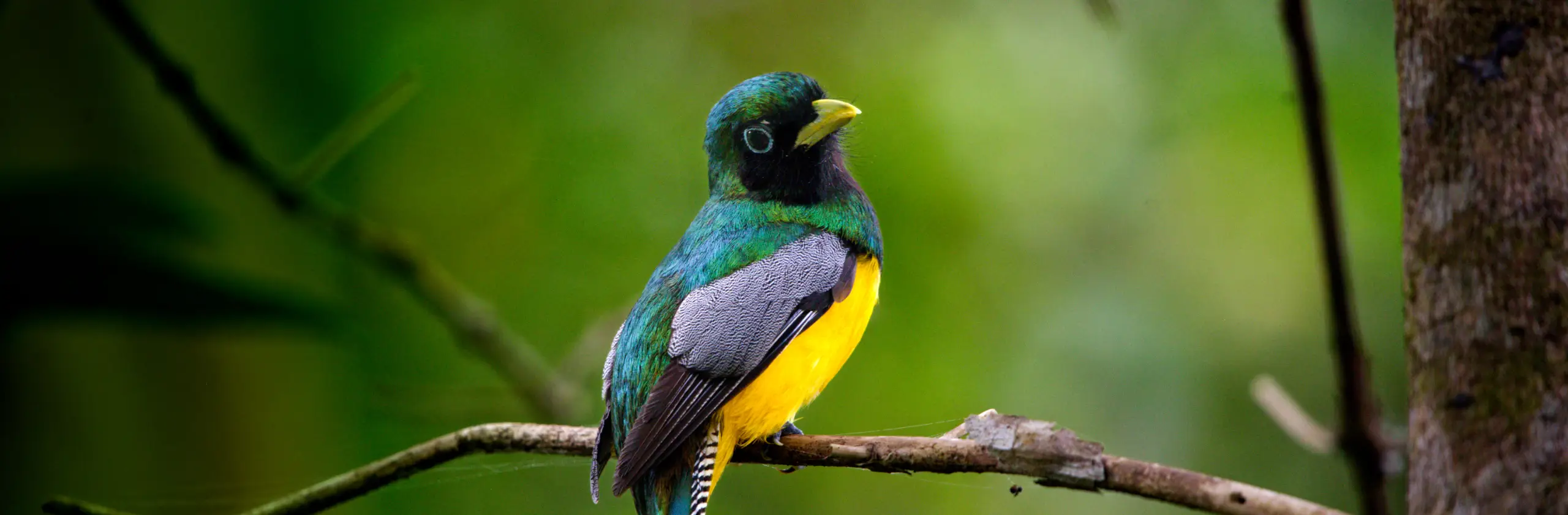 Péninsule d’Osa : que faire dans la région la plus sauvage du Costa Rica