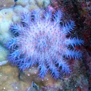 Couronne d'Épines (Acanthaster planci) - Photo : Hubert Lagrange