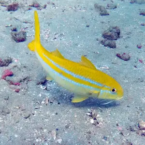 Capucin mexicain (Mulloidichthys-dentatus) - Photo : Hubert Lagrange