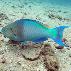 Perroquet-braisé (Scarus-rubroviolaceus) - Photo : Hubert Lagrange
