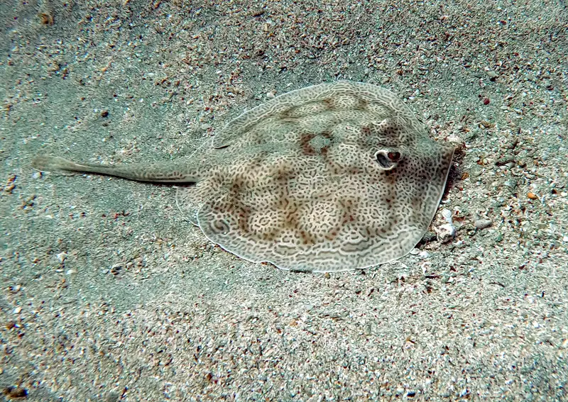 Urobatis pardalis Cabo del Diablo- Photo : Hubert Lagrange