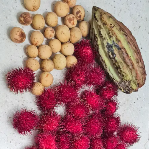 Cabosse de cacao et ramboutans