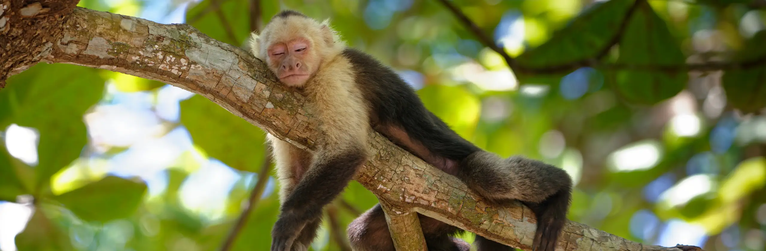 Refuge de Curú, capucins stars et plage paradisiaque