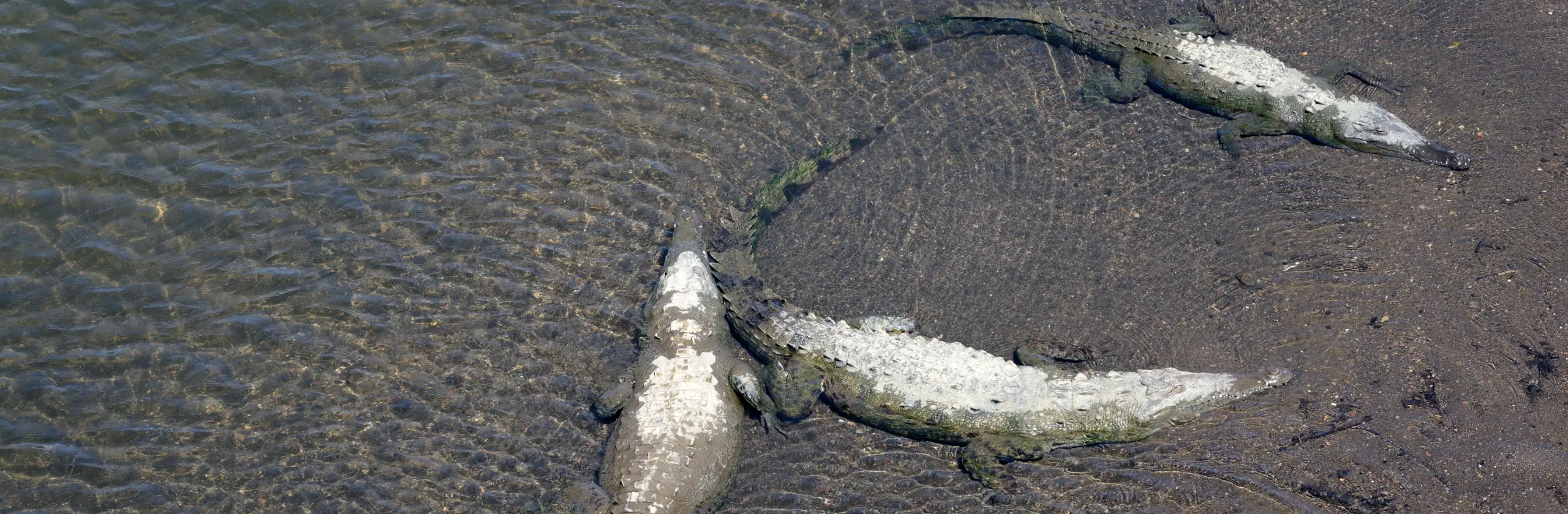 Road-trip de Puntarenas à Manuel Antonio, entre oiseaux, crocodiles et plages du Pacifique