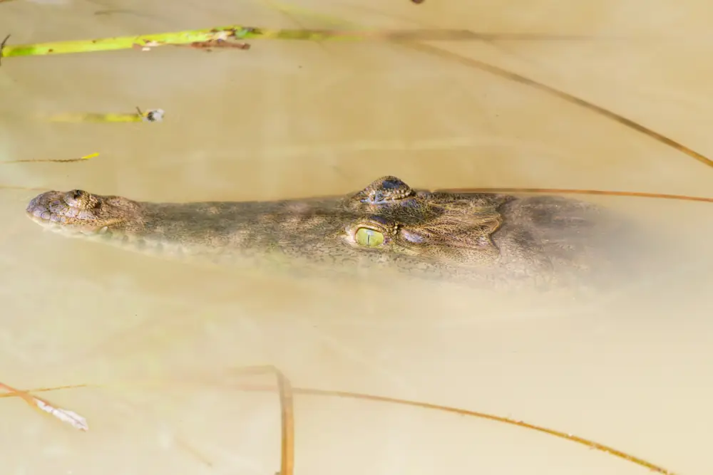 Crocodile américain