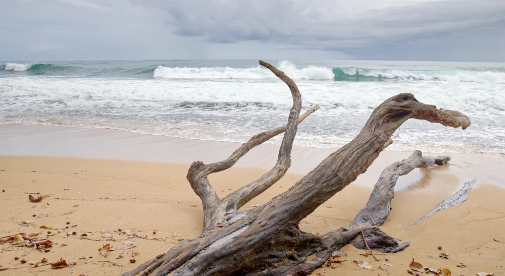 Arrivée sur la plage de la Réserve de Gandoca-Manzanillo
