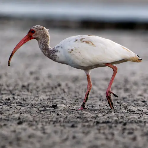 Ibis blanc