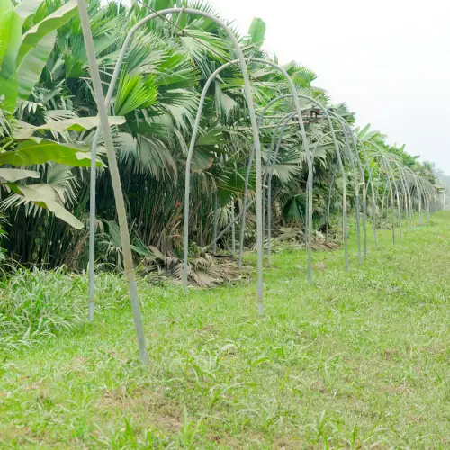 Téléphérique de bananes