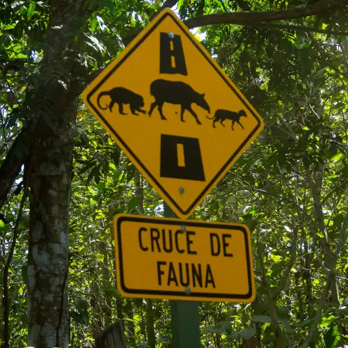 Cruce de fauna