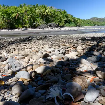 plage curu fleur de paletuvier