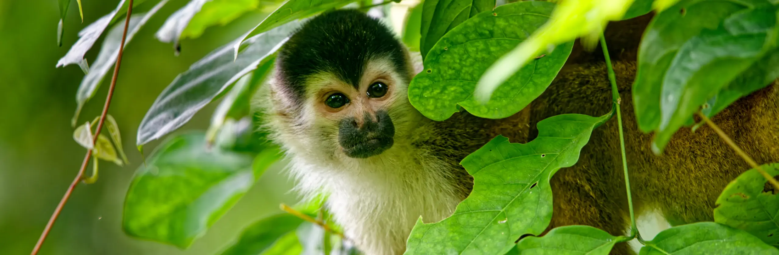 La Sirena, Corcovado : 2 jours au cœur de la jungle la plus sauvage du Costa Rica
