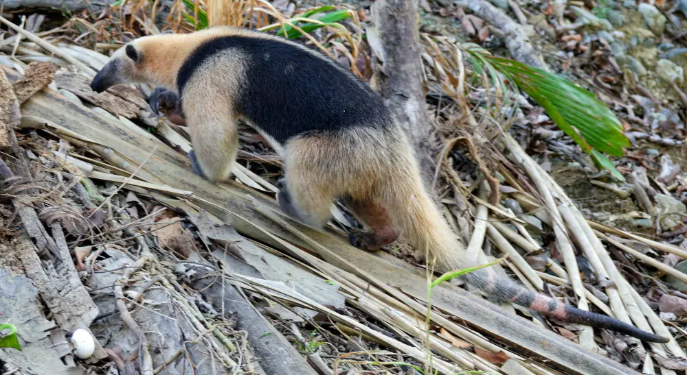 Tamandua Fourmilier
