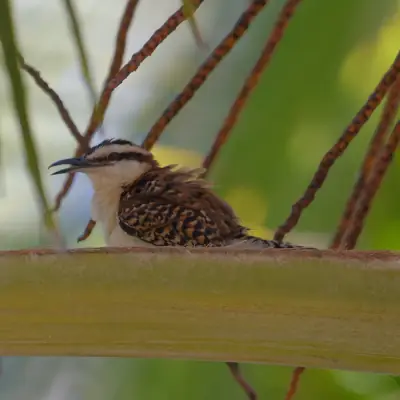 Troglodyte à dos roux