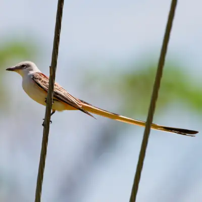 Tyran à longue queue
