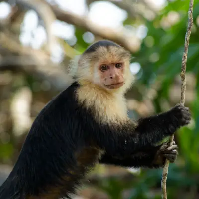 Sapajou du Panama