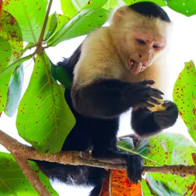 capucin_lomasçbarbudal