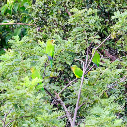 Conures à front rouge