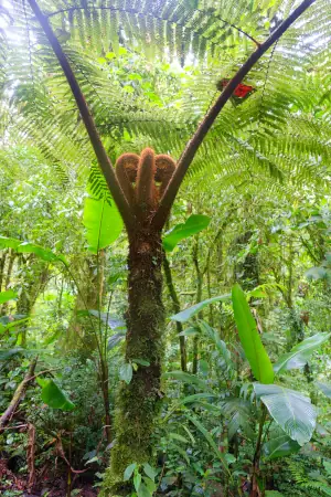 Fougère arborescente