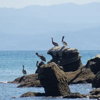 Pélicans sur la rocher face à l'île de la Tortuga