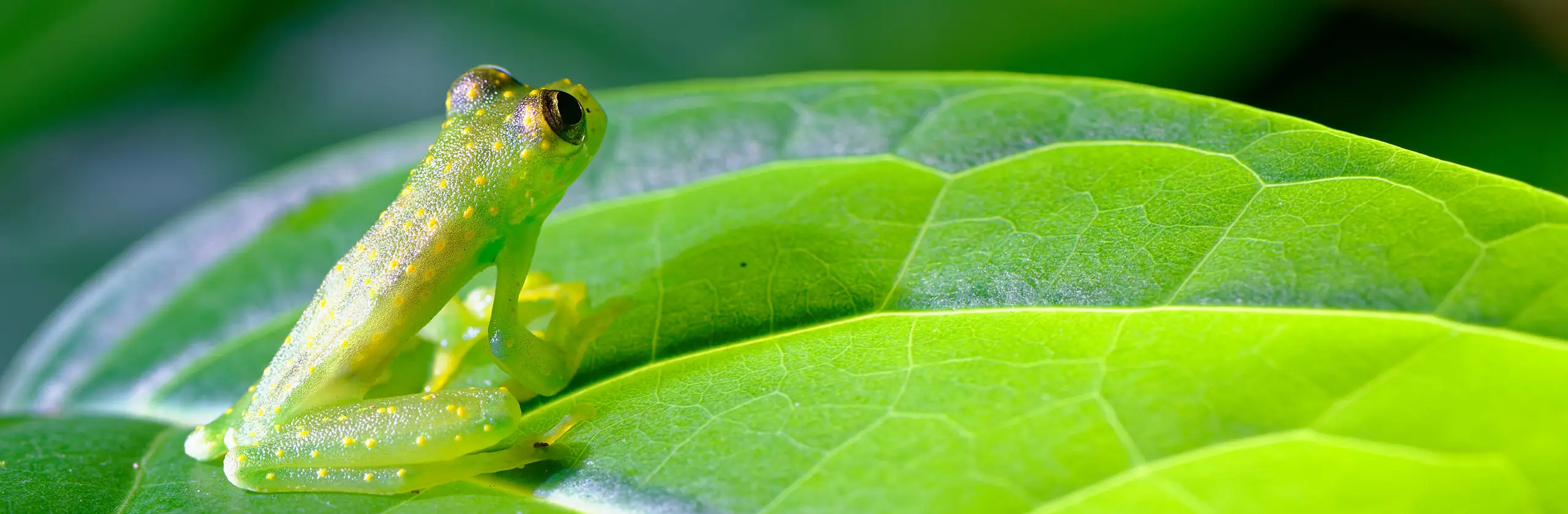 Costa Rica by Night : grenouilles translucides, tarentules velues et serpents badass
