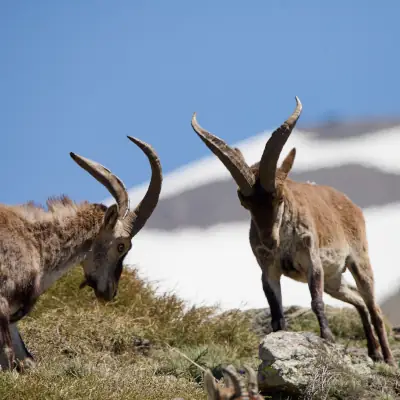Bouquetin sibériques