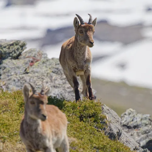 Bouquetins ibériques