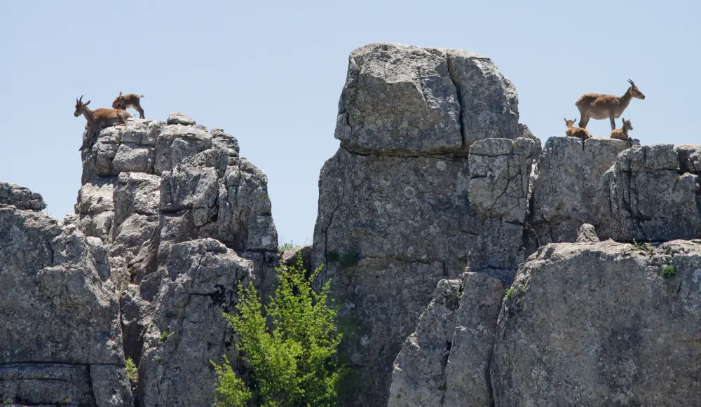 Bouquetins ibériques au sommet