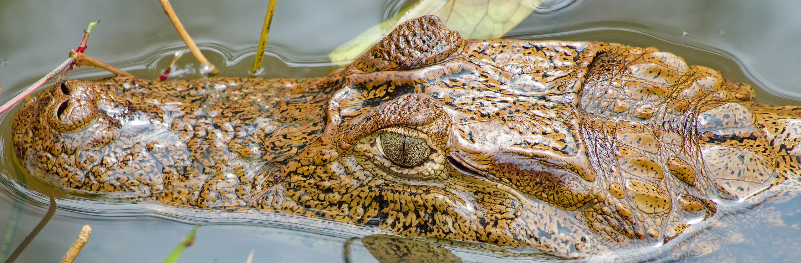 Réserve de Gandoca-Manzanillo à la frontière panaméenne