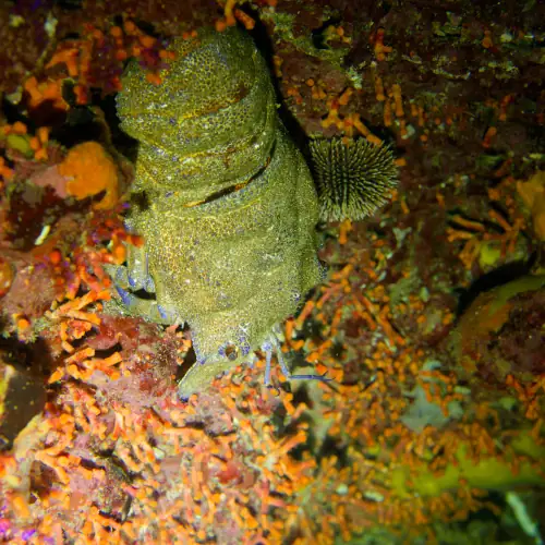 Grande cigale de mer