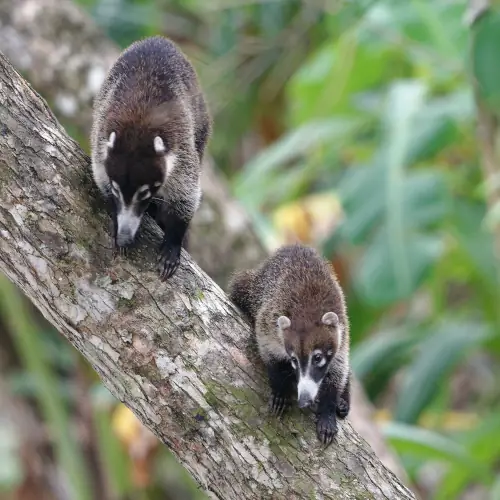 Coatis