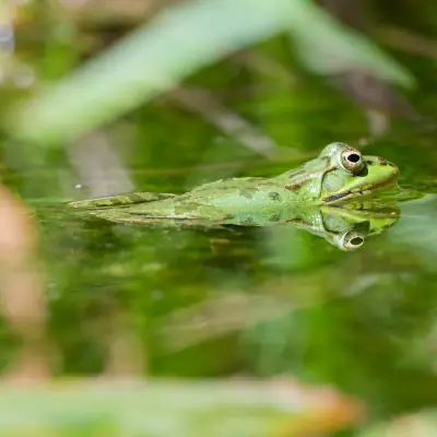 grenouille de perez