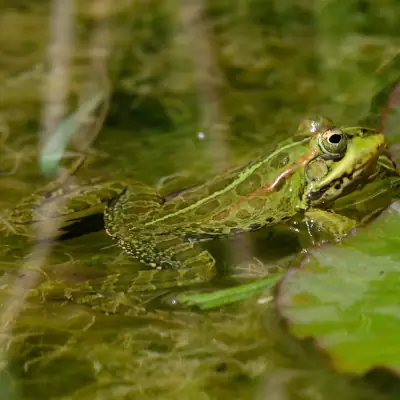 Grenouille de Perez