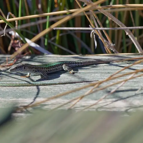 Lézard de Vaucher