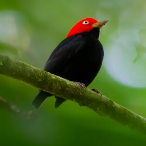 Manakin à cuisse jaune