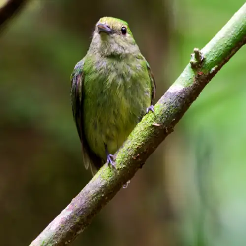 Organiste mouchetée