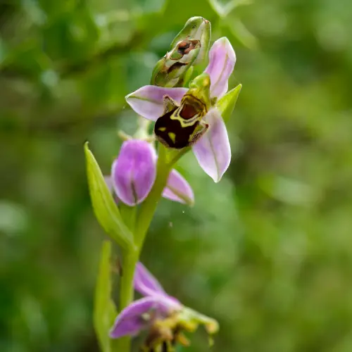 Ophrys abeille
