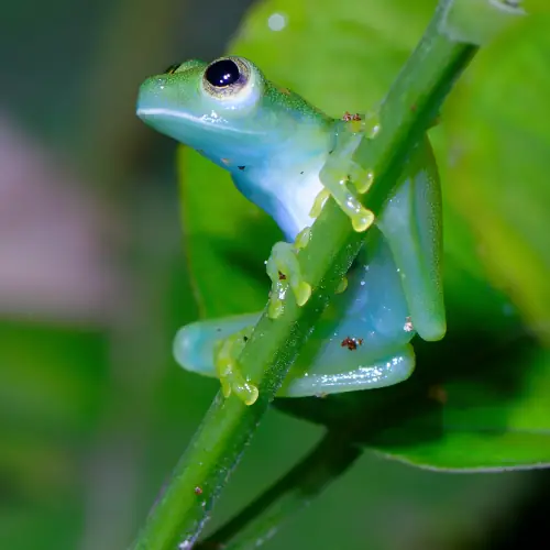 Sachatamia albomaculata