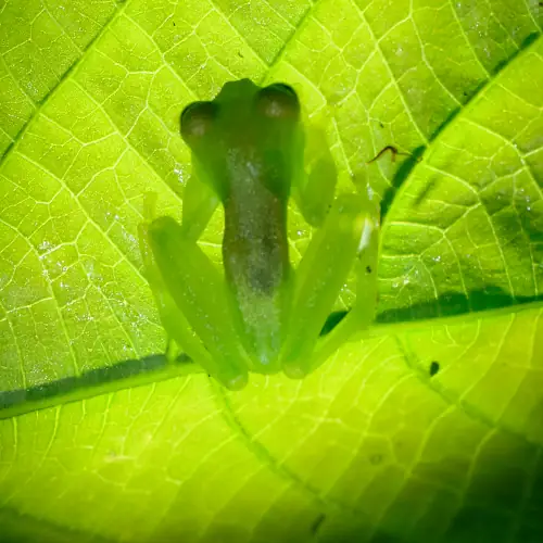 Sachatamia albomaculata