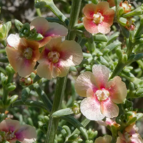 Salsola oppositifolia