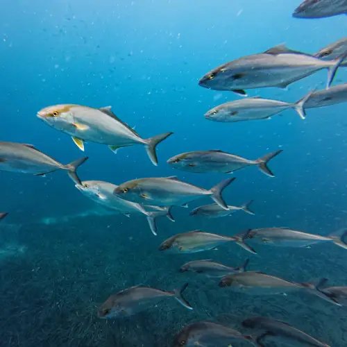 Sérioles couronnées