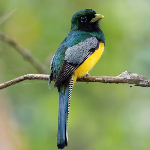 Trogon pattu