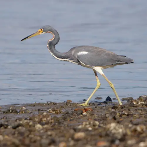 Aigrette tricolore
