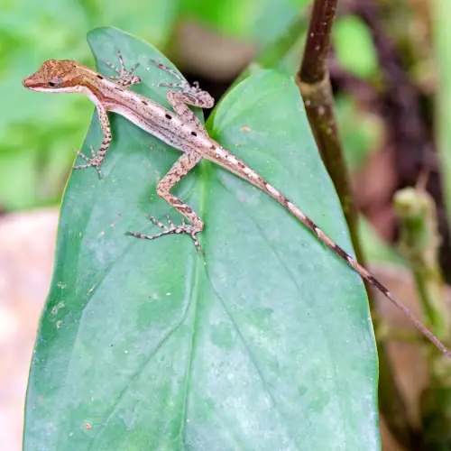 anolis_limifrons