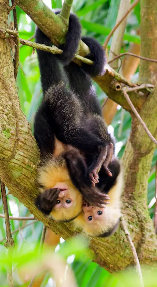 Chamailleries entre capucins